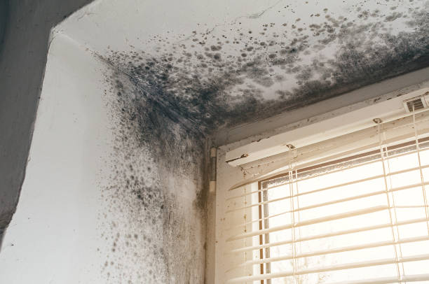 Affordable Hvac And Air Duct Mold Remediation solutions in Dorchester Center, MA